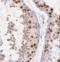 Synaptonemal Complex Central Element Protein 3 antibody, FNab01093, FineTest, Immunohistochemistry frozen image 