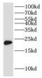 IMP U3 Small Nucleolar Ribonucleoprotein 3 antibody, FNab04296, FineTest, Western Blot image 