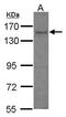 A-Kinase Anchoring Protein 1 antibody, PA5-27736, Invitrogen Antibodies, Western Blot image 