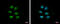 Zinc Finger Protein 571 antibody, GTX119554, GeneTex, Immunofluorescence image 