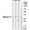 DnaJ Heat Shock Protein Family (Hsp40) Member C17 antibody, A13225, Boster Biological Technology, Western Blot image 