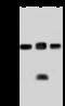 Cyclin Dependent Kinase 2 antibody, 105105-T40, Sino Biological, Western Blot image 
