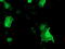 Low Density Lipoprotein Receptor Adaptor Protein 1 antibody, LS-C173476, Lifespan Biosciences, Immunofluorescence image 