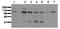 Catenin Beta 1 antibody, AM00021PU-N, Origene, Western Blot image 