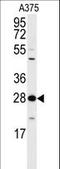 YWHAZ antibody, LS-C101300, Lifespan Biosciences, Western Blot image 