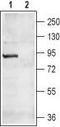 Cyclic Nucleotide Gated Channel Alpha 4 antibody, TA328964, Origene, Western Blot image 
