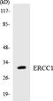 DNA excision repair protein ERCC-1 antibody, LS-C291939, Lifespan Biosciences, Western Blot image 