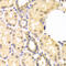 SMAD Family Member 1 antibody, 13-881, ProSci, Immunohistochemistry frozen image 