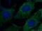 Secreted frizzled-related protein 2 antibody, 66328-1-Ig, Proteintech Group, Immunofluorescence image 