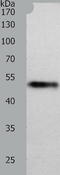 Midnolin antibody, TA322004, Origene, Western Blot image 