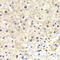 FKBP Prolyl Isomerase 4 antibody, LS-C334186, Lifespan Biosciences, Immunohistochemistry frozen image 