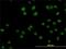 TOP1 Binding Arginine/Serine Rich Protein antibody, H00010210-M01, Novus Biologicals, Immunofluorescence image 