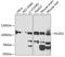 Procollagen-lysine,2-oxoglutarate 5-dioxygenase 1 antibody, A05322, Boster Biological Technology, Western Blot image 
