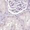 BPI Fold Containing Family B Member 2 antibody, PA5-63818, Invitrogen Antibodies, Immunohistochemistry frozen image 