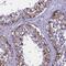 USP18 antibody, HPA044768, Atlas Antibodies, Immunohistochemistry paraffin image 