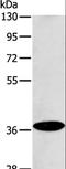 Aminocarboxymuconate Semialdehyde Decarboxylase antibody, LS-C401156, Lifespan Biosciences, Western Blot image 