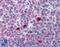 Extra Spindle Pole Bodies Like 1, Separase antibody, LS-B6199, Lifespan Biosciences, Immunohistochemistry paraffin image 