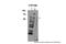 Cytochrome P450 Family 11 Subfamily B Member 2 antibody, PA5-42061, Invitrogen Antibodies, Western Blot image 