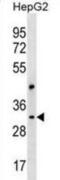 Cep170-like protein antibody, abx030551, Abbexa, Western Blot image 