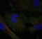 C-C chemokine receptor type 4 antibody, NBP1-86584, Novus Biologicals, Immunofluorescence image 