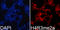 Histone Cluster 4 H4 antibody, LS-C335247, Lifespan Biosciences, Immunofluorescence image 