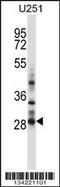 Homeobox C4 antibody, 57-681, ProSci, Western Blot image 
