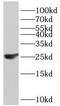 Complement C1q C Chain antibody, FNab01074, FineTest, Western Blot image 