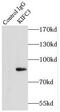 Kinesin-like protein KIFC3 antibody, FNab04574, FineTest, Immunoprecipitation image 