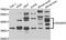 Ras association domain-containing protein 5 antibody, LS-C349106, Lifespan Biosciences, Western Blot image 