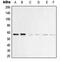Vimentin antibody, MBS821988, MyBioSource, Western Blot image 