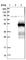 Zinc Finger Protein 174 antibody, HPA009656, Atlas Antibodies, Western Blot image 