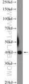 UBX Domain Protein 10 antibody, 26062-1-AP, Proteintech Group, Western Blot image 