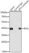 Replication Factor C Subunit 4 antibody, GTX33465, GeneTex, Immunoprecipitation image 