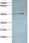 ATPase H+ Transporting V1 Subunit G1 antibody, LS-C212141, Lifespan Biosciences, Western Blot image 