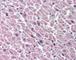 Bone morphogenetic protein 10 antibody, 49-267, ProSci, Immunohistochemistry paraffin image 