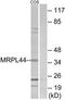 Mitochondrial Ribosomal Protein L44 antibody, TA315765, Origene, Western Blot image 