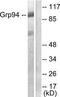 Heat Shock Protein 90 Beta Family Member 1 antibody, TA313019, Origene, Western Blot image 