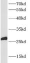 Apolipoprotein B MRNA Editing Enzyme Catalytic Subunit 2 antibody, FNab00492, FineTest, Western Blot image 