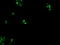 Early Growth Response 2 antibody, LS-C174298, Lifespan Biosciences, Immunofluorescence image 