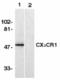 C-X3-C Motif Chemokine Receptor 1 antibody, TA305989, Origene, Western Blot image 