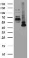 Nuclear receptor ROR-alpha antibody, CF803241, Origene, Western Blot image 