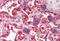 PRDX2 antibody, MBS246553, MyBioSource, Immunohistochemistry paraffin image 