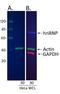 IgG-heavy and light chain antibody, A120-208D6, Bethyl Labs, Western Blot image 
