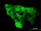 NEDD4-like E3 ubiquitin-protein ligase WWP1 antibody, LS-C105109, Lifespan Biosciences, Immunofluorescence image 