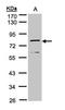 Dipeptidyl Peptidase 3 antibody, LS-C185751, Lifespan Biosciences, Western Blot image 