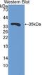 Follistatin Like 1 antibody, LS-C297732, Lifespan Biosciences, Western Blot image 