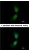 SUFU Negative Regulator Of Hedgehog Signaling antibody, NBP2-20536, Novus Biologicals, Immunofluorescence image 