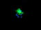 Kinesin-like protein KIF2C antibody, M03202, Boster Biological Technology, Immunofluorescence image 