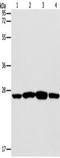 Caspase 14 antibody, TA349220, Origene, Western Blot image 