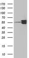Transducin Beta Like 1 X-Linked Receptor 1 antibody, TA811698S, Origene, Western Blot image 